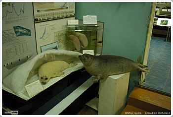 0812.바이칼박물관.네르파.jpg