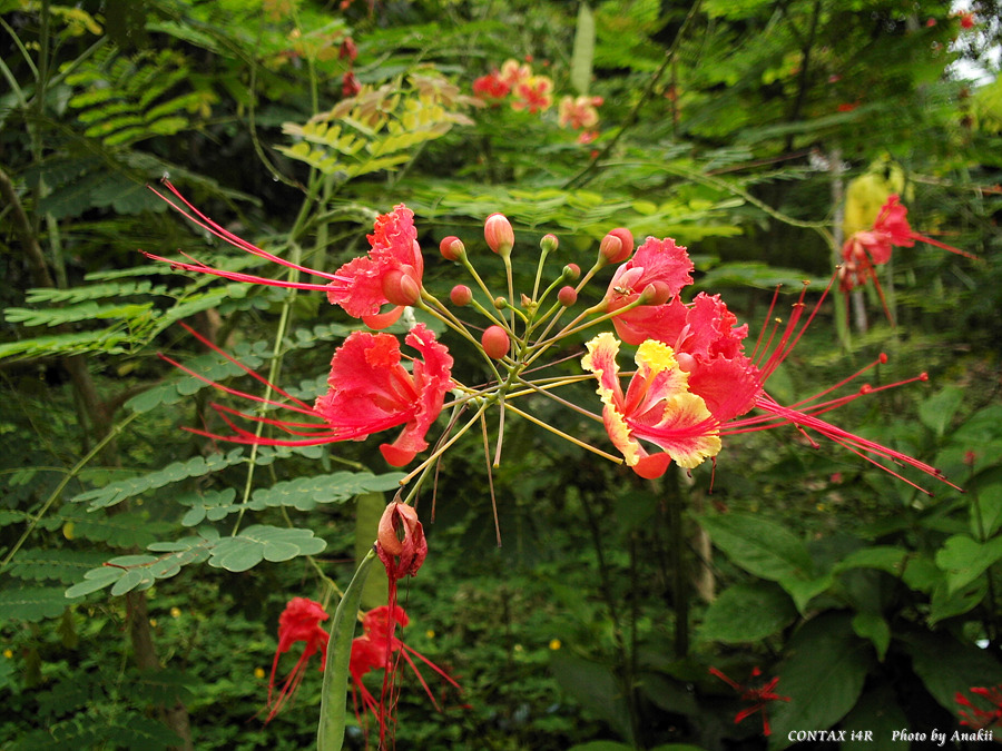 06.01.03.T.Hibiscus2.jpg