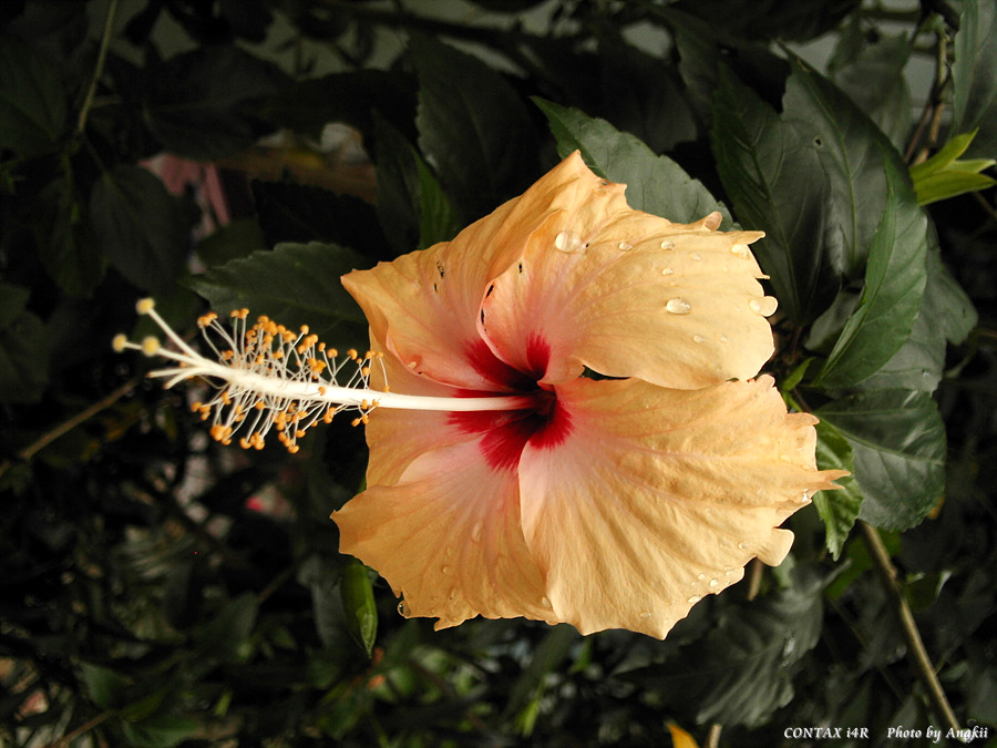 06.01.03.T.Hibiscus6.jpg