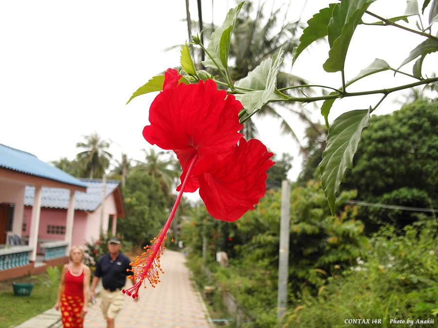 06.01.03.T.Hibiscus7.jpg