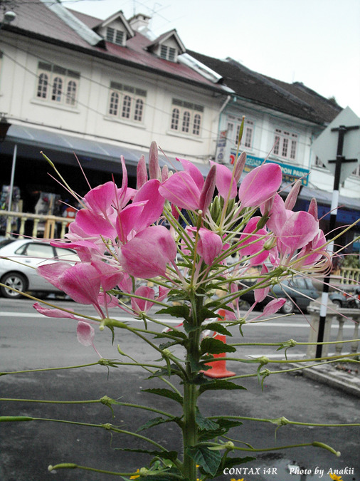 06.01.10.CameronHighland1.jpg