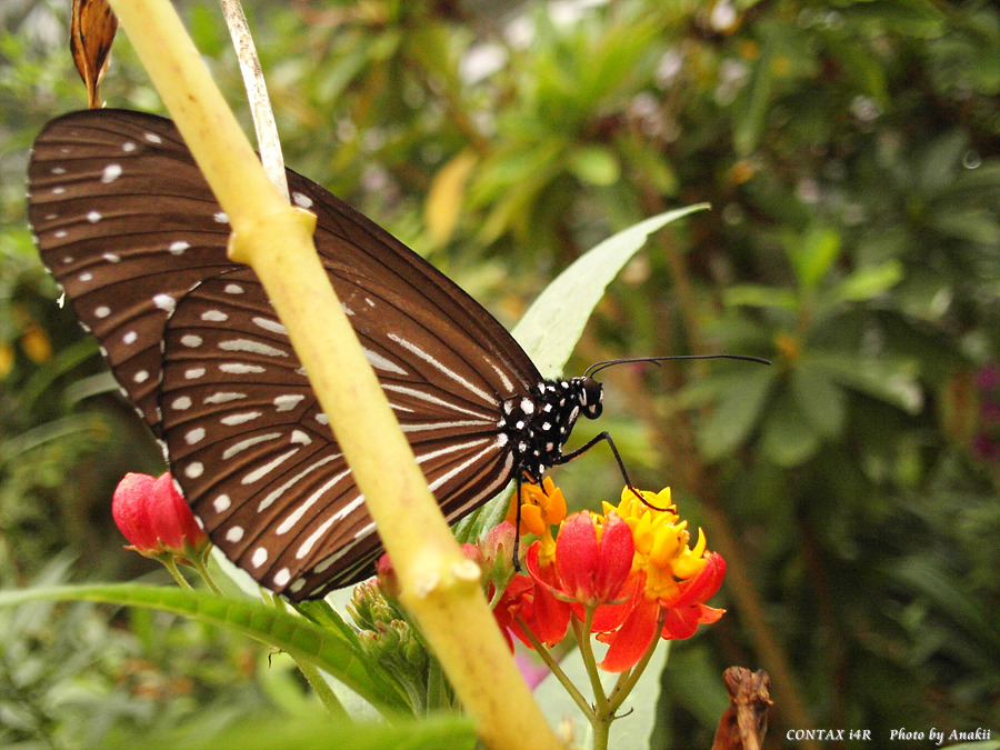 06.01.11.ButterflyGarden1.jpg