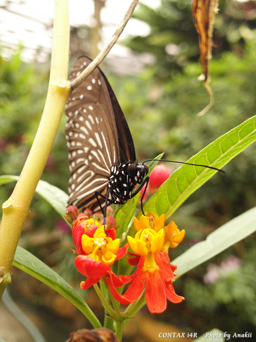 06.01.11.ButterflyGarden2.jpg