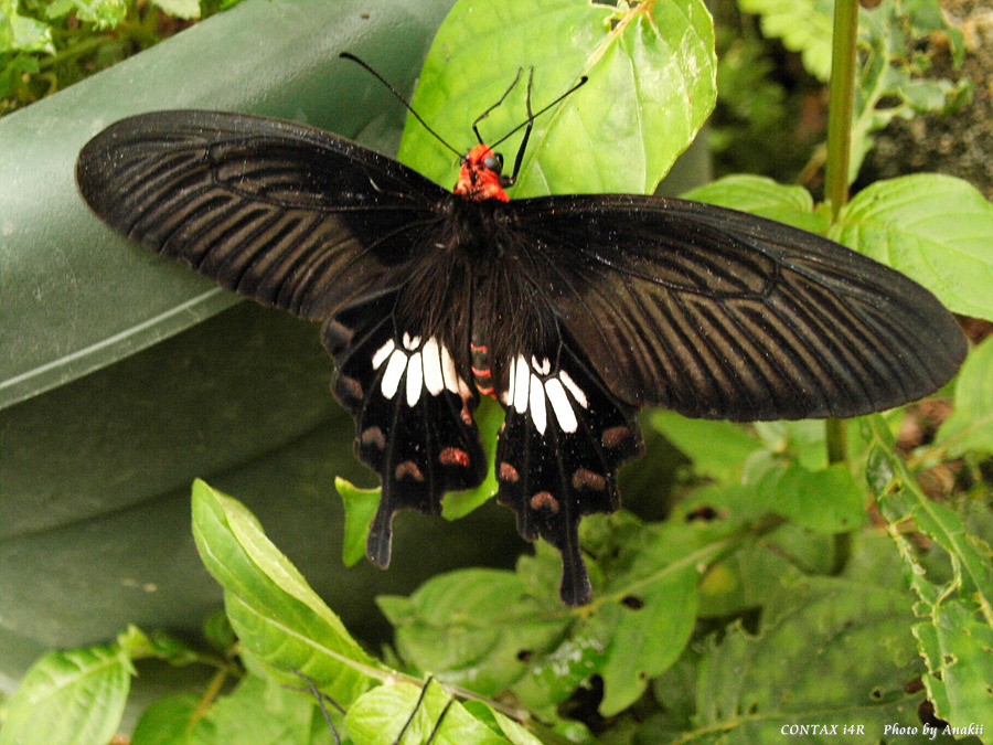 06.01.11.ButterflyGarden5.jpg