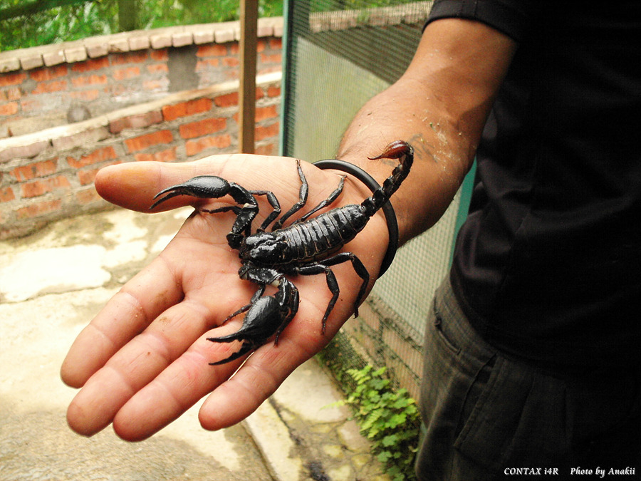 06.01.11.InsectsFarm.Scorpion.jpg