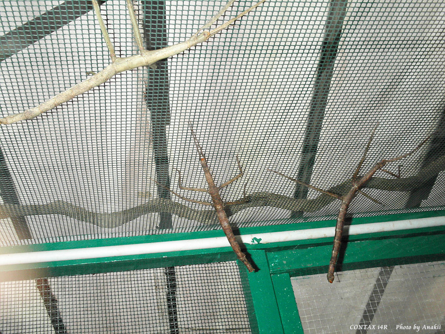 06.01.11.InsectsFarm.WalkingStick2.jpg