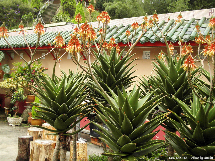 06.01.11.SampohTemple.jpg