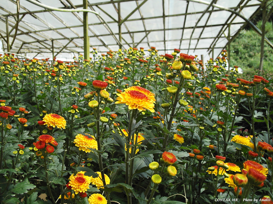 06.01.12.Trekking.FlowerFarm.jpg