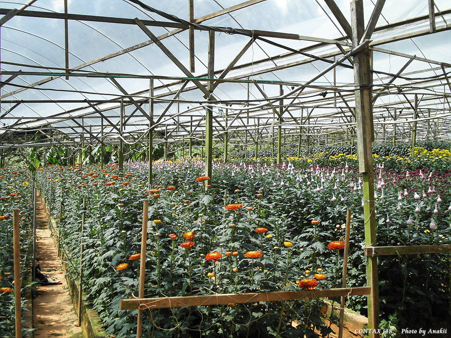 06.01.12.Trekking.FlowerFarm7.jpg