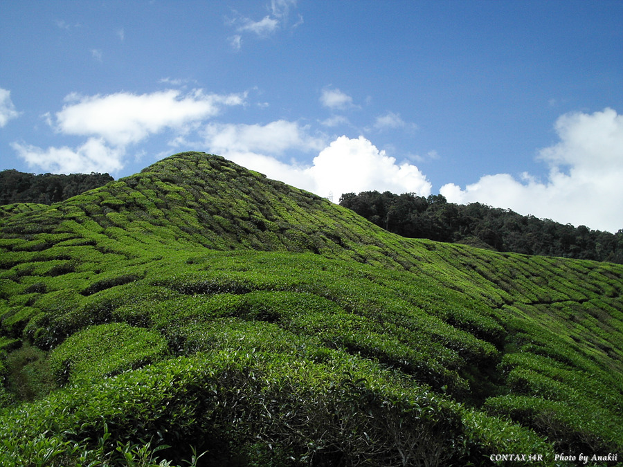 06.01.12.Trekking.TeaFarm.jpg