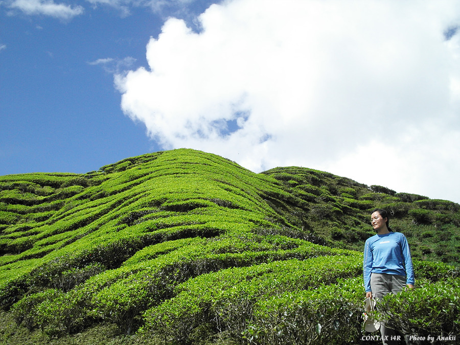 06.01.12.Trekking.TeaFarm2.jpg