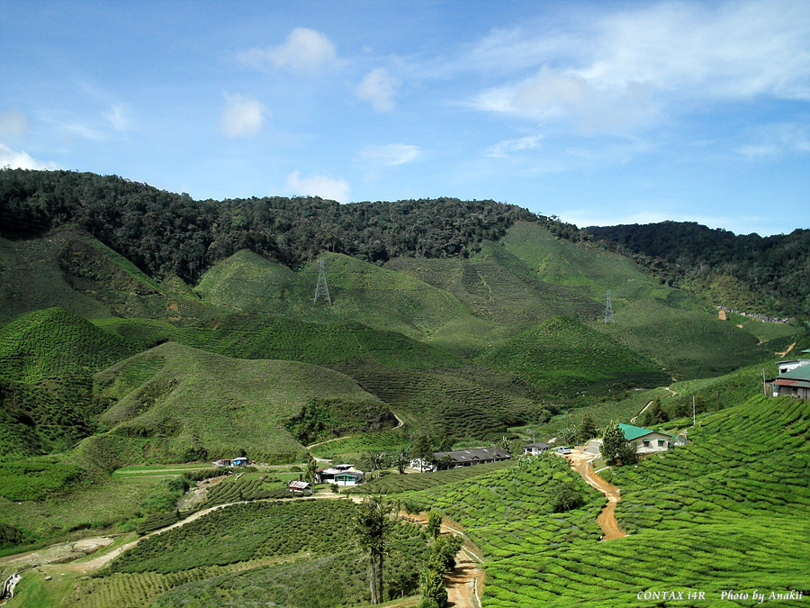 06.01.12.Trekking.ValleyTeaEstate4.jpg