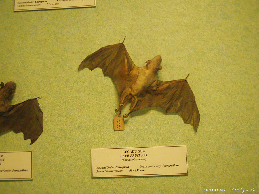 06.01.13.KL.Museum.FruitBat1.jpg