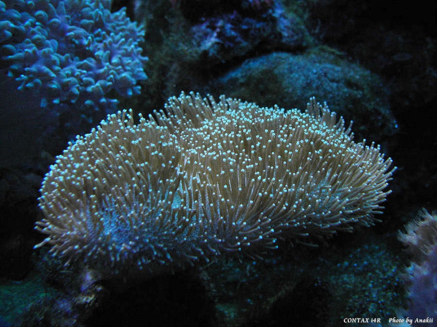 06.01.18.ScienceCentre.Coral2.jpg