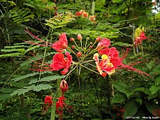 06.01.03.T.Hibiscus2.jpg