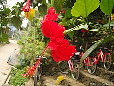 06.01.03.T.Hibiscus3.jpg