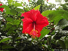 06.01.03.T.Hibiscus4.jpg