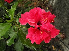 06.01.03.T.Hibiscus8.jpg