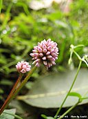 06.01.10.TanahRata.Flower.jpg