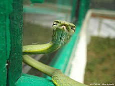 06.01.11.InsectsFarm.GreenViper.jpg