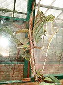 06.01.11.InsectsFarm.WalkingStick1.jpg