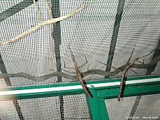 06.01.11.InsectsFarm.WalkingStick2.jpg