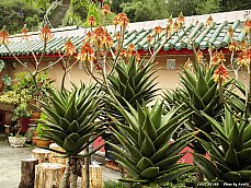 06.01.11.SampohTemple.jpg