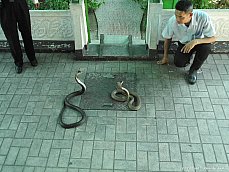 06.01.20.SnakeFarm04.jpg