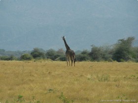 0814_Manyara-11.jpg