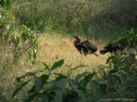 0814_Manyara-15.jpg