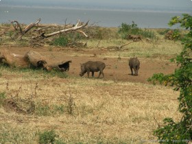 0814_Manyara-16.jpg