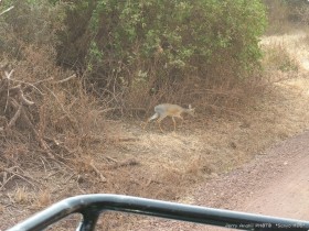 0814_Manyara-23.jpg