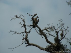 0814_Manyara-25.jpg