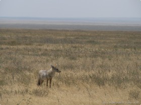 0815_toSerengeti-4.jpg