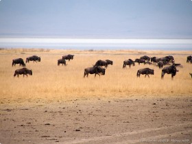 0817_Ngorongoro-10.jpg