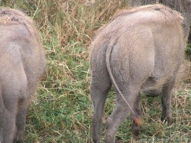 0817_Ngorongoro-14.jpg