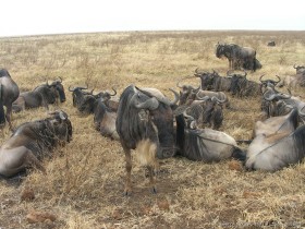 0817_Ngorongoro-18.jpg