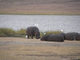 0817_Ngorongoro-8.jpg