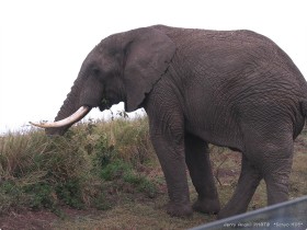 0817_Ngorongoro.jpg